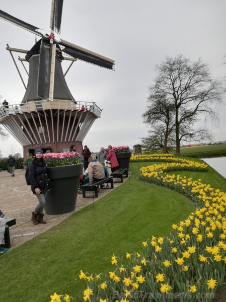 Ceļotāji no Latvijas un visas pasaules pavasarī dodas priecēt acis uz Nīderlandi, kur krāšņi plaukst tulpju ziedi 252392