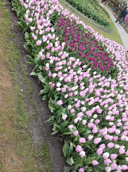 Ceļotāji no Latvijas un visas pasaules pavasarī dodas priecēt acis uz Nīderlandi, kur krāšņi plaukst tulpju ziedi 252393