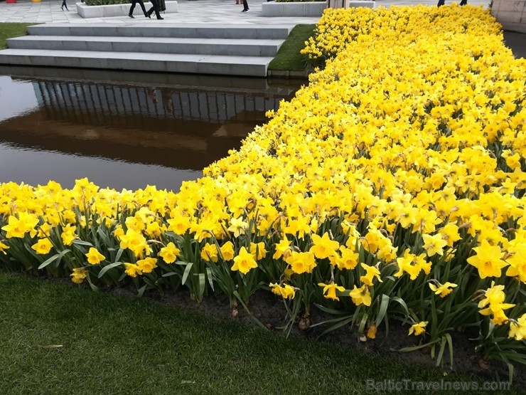 Ceļotāji no Latvijas un visas pasaules pavasarī dodas priecēt acis uz Nīderlandi, kur krāšņi plaukst tulpju ziedi 252394