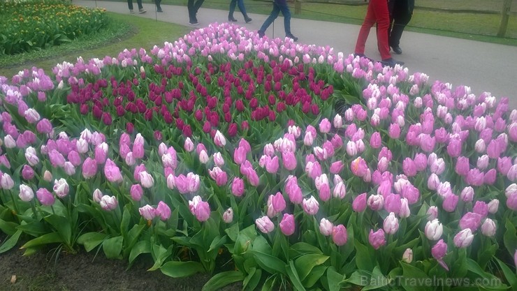 Ceļotāji no Latvijas un visas pasaules pavasarī dodas priecēt acis uz Nīderlandi, kur krāšņi plaukst tulpju ziedi 252395