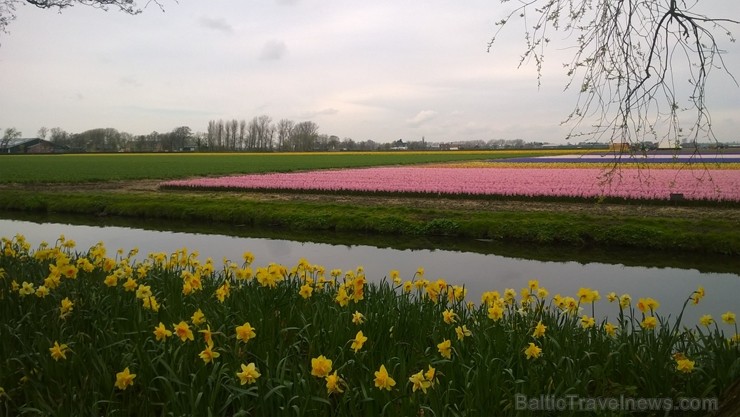 Ceļotāji no Latvijas un visas pasaules pavasarī dodas priecēt acis uz Nīderlandi, kur krāšņi plaukst tulpju ziedi 252396