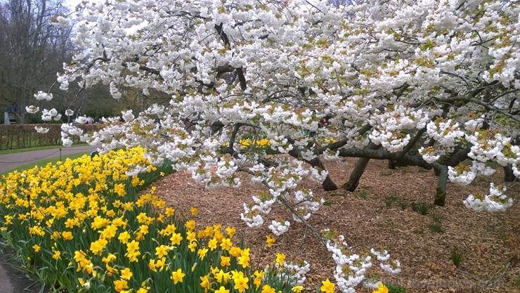 Ceļotāji no Latvijas un visas pasaules pavasarī dodas priecēt acis uz Nīderlandi, kur krāšņi plaukst tulpju ziedi 252397