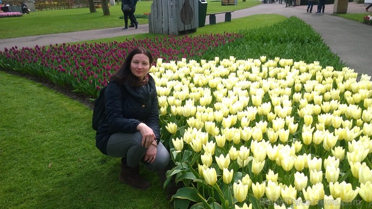 Ceļotāji no Latvijas un visas pasaules pavasarī dodas priecēt acis uz Nīderlandi, kur krāšņi plaukst tulpju ziedi 252398