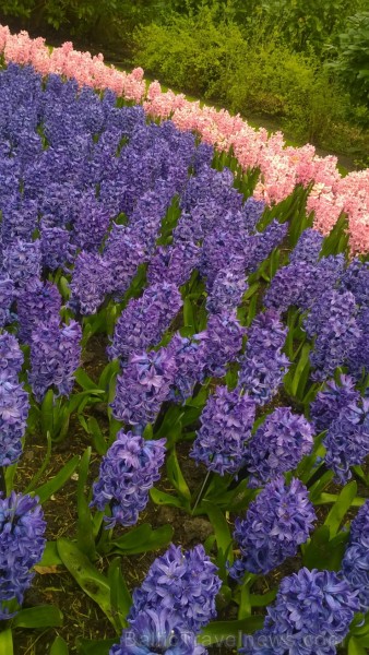 Ceļotāji no Latvijas un visas pasaules pavasarī dodas priecēt acis uz Nīderlandi, kur krāšņi plaukst tulpju ziedi 252399