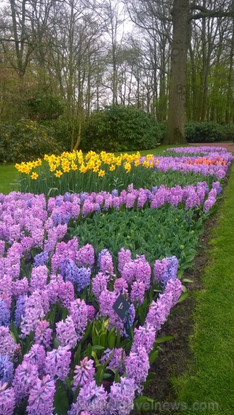 Ceļotāji no Latvijas un visas pasaules pavasarī dodas priecēt acis uz Nīderlandi, kur krāšņi plaukst tulpju ziedi 252400