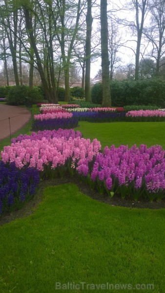Ceļotāji no Latvijas un visas pasaules pavasarī dodas priecēt acis uz Nīderlandi, kur krāšņi plaukst tulpju ziedi 252401