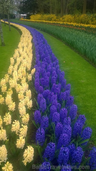 Ceļotāji no Latvijas un visas pasaules pavasarī dodas priecēt acis uz Nīderlandi, kur krāšņi plaukst tulpju ziedi 252402
