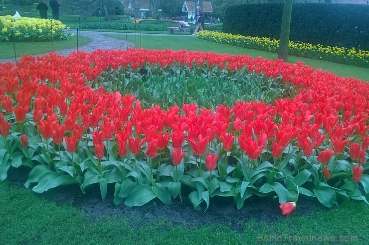 Ceļotāji no Latvijas un visas pasaules pavasarī dodas priecēt acis uz Nīderlandi, kur krāšņi plaukst tulpju ziedi 252403