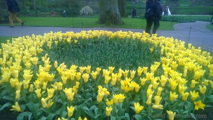 Ceļotāji no Latvijas un visas pasaules pavasarī dodas priecēt acis uz Nīderlandi, kur krāšņi plaukst tulpju ziedi 252404