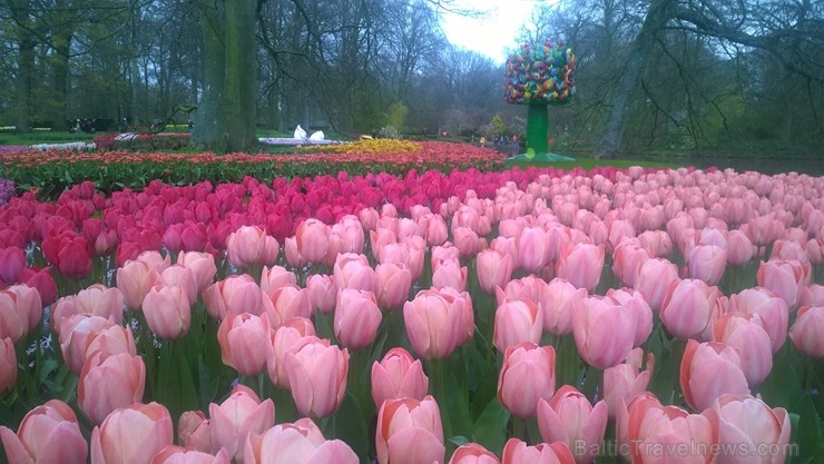 Ceļotāji no Latvijas un visas pasaules pavasarī dodas priecēt acis uz Nīderlandi, kur krāšņi plaukst tulpju ziedi 252405
