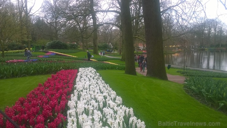 Ceļotāji no Latvijas un visas pasaules pavasarī dodas priecēt acis uz Nīderlandi, kur krāšņi plaukst tulpju ziedi 252406