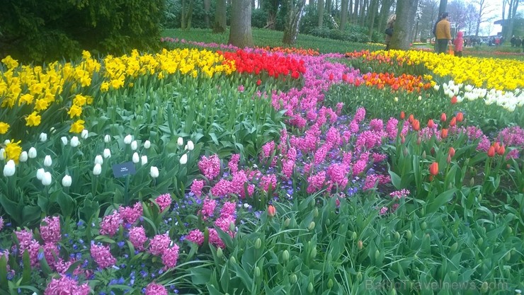 Ceļotāji no Latvijas un visas pasaules pavasarī dodas priecēt acis uz Nīderlandi, kur krāšņi plaukst tulpju ziedi 252408
