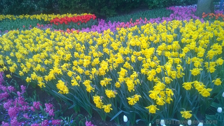 Ceļotāji no Latvijas un visas pasaules pavasarī dodas priecēt acis uz Nīderlandi, kur krāšņi plaukst tulpju ziedi 252409
