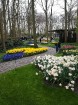 Ceļotāji no Latvijas un visas pasaules pavasarī dodas priecēt acis uz Nīderlandi, kur krāšņi plaukst tulpju ziedi 3
