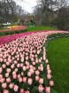 Ceļotāji no Latvijas un visas pasaules pavasarī dodas priecēt acis uz Nīderlandi, kur krāšņi plaukst tulpju ziedi 4