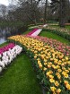Ceļotāji no Latvijas un visas pasaules pavasarī dodas priecēt acis uz Nīderlandi, kur krāšņi plaukst tulpju ziedi 5