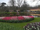 Ceļotāji no Latvijas un visas pasaules pavasarī dodas priecēt acis uz Nīderlandi, kur krāšņi plaukst tulpju ziedi 6