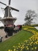 Ceļotāji no Latvijas un visas pasaules pavasarī dodas priecēt acis uz Nīderlandi, kur krāšņi plaukst tulpju ziedi 7