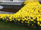 Ceļotāji no Latvijas un visas pasaules pavasarī dodas priecēt acis uz Nīderlandi, kur krāšņi plaukst tulpju ziedi 9