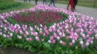 Ceļotāji no Latvijas un visas pasaules pavasarī dodas priecēt acis uz Nīderlandi, kur krāšņi plaukst tulpju ziedi 10