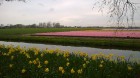 Ceļotāji no Latvijas un visas pasaules pavasarī dodas priecēt acis uz Nīderlandi, kur krāšņi plaukst tulpju ziedi 11