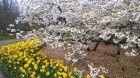 Ceļotāji no Latvijas un visas pasaules pavasarī dodas priecēt acis uz Nīderlandi, kur krāšņi plaukst tulpju ziedi 12