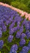 Ceļotāji no Latvijas un visas pasaules pavasarī dodas priecēt acis uz Nīderlandi, kur krāšņi plaukst tulpju ziedi 14