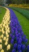 Ceļotāji no Latvijas un visas pasaules pavasarī dodas priecēt acis uz Nīderlandi, kur krāšņi plaukst tulpju ziedi 17
