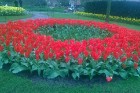 Ceļotāji no Latvijas un visas pasaules pavasarī dodas priecēt acis uz Nīderlandi, kur krāšņi plaukst tulpju ziedi 1