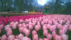 Ceļotāji no Latvijas un visas pasaules pavasarī dodas priecēt acis uz Nīderlandi, kur krāšņi plaukst tulpju ziedi 19