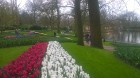 Ceļotāji no Latvijas un visas pasaules pavasarī dodas priecēt acis uz Nīderlandi, kur krāšņi plaukst tulpju ziedi 20