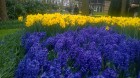 Ceļotāji no Latvijas un visas pasaules pavasarī dodas priecēt acis uz Nīderlandi, kur krāšņi plaukst tulpju ziedi 21