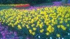 Ceļotāji no Latvijas un visas pasaules pavasarī dodas priecēt acis uz Nīderlandi, kur krāšņi plaukst tulpju ziedi 23