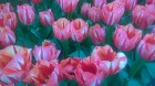 Ceļotāji no Latvijas un visas pasaules pavasarī dodas priecēt acis uz Nīderlandi, kur krāšņi plaukst tulpju ziedi 25