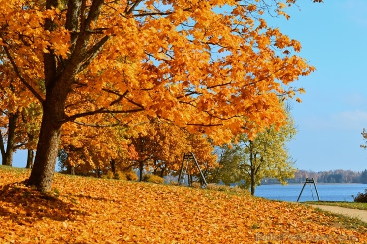 Lai arī šķiet, ka rudens tikai nupat sācies, nepamirkšķināsim ne acu, kad koki būs klāti zeltā! Izbaudi šo gleznaino laiku Alūksnes pusē! 266054