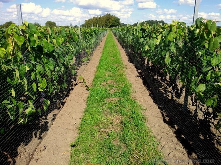 Abavas vīna darītavā veiksmīgi novākta vīnogu raža un iegūtas 7,5 tonnas ogu, kas vīndarītavā nozīmē rekordražu 267483