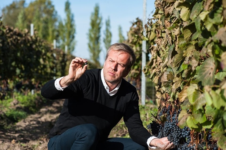 Abavas vīna darītavā veiksmīgi novākta vīnogu raža un iegūtas 7,5 tonnas ogu, kas vīndarītavā nozīmē rekordražu 267486