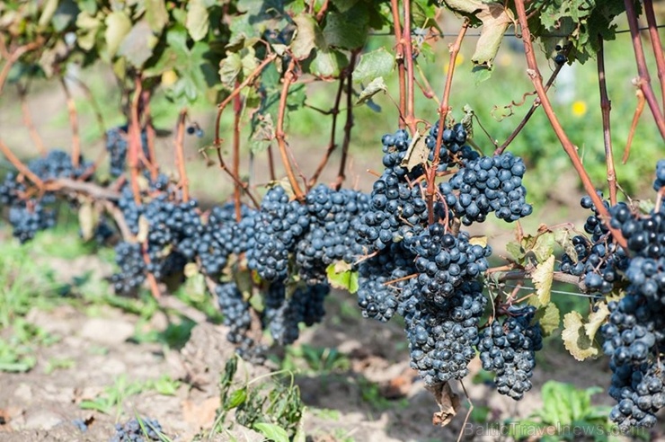 Abavas vīna darītavā veiksmīgi novākta vīnogu raža un iegūtas 7,5 tonnas ogu, kas vīndarītavā nozīmē rekordražu 267487