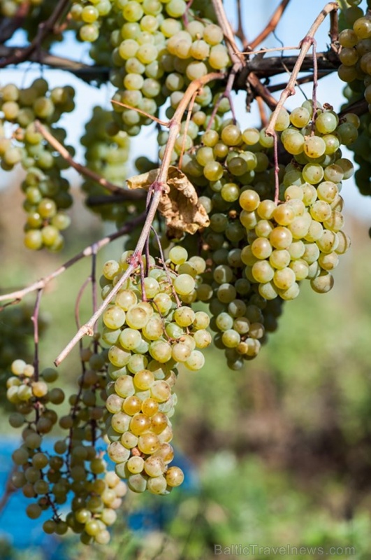 Abavas vīna darītavā veiksmīgi novākta vīnogu raža un iegūtas 7,5 tonnas ogu, kas vīndarītavā nozīmē rekordražu 267488