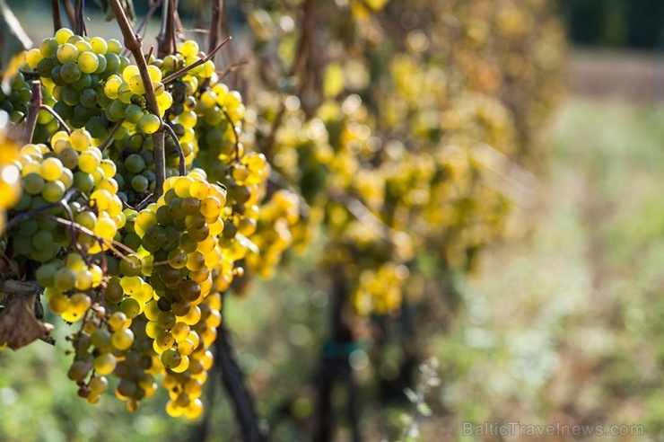 Abavas vīna darītavā veiksmīgi novākta vīnogu raža un iegūtas 7,5 tonnas ogu, kas vīndarītavā nozīmē rekordražu 267489