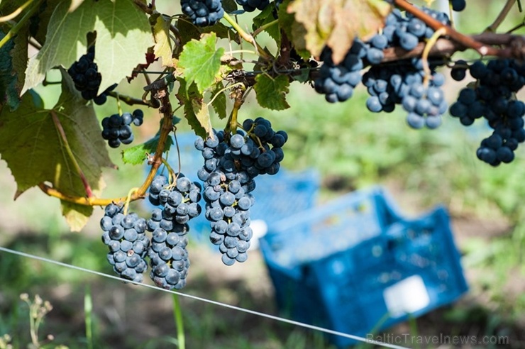 Abavas vīna darītavā veiksmīgi novākta vīnogu raža un iegūtas 7,5 tonnas ogu, kas vīndarītavā nozīmē rekordražu 267490