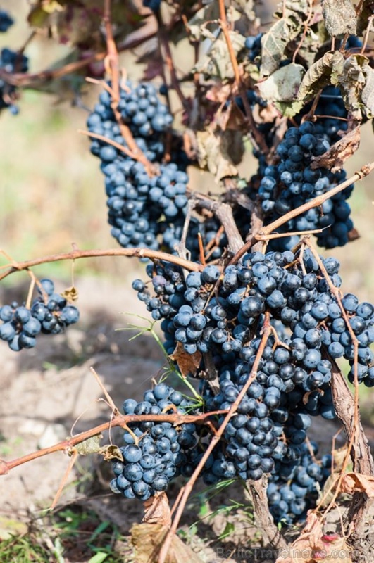 Abavas vīna darītavā veiksmīgi novākta vīnogu raža un iegūtas 7,5 tonnas ogu, kas vīndarītavā nozīmē rekordražu 267492