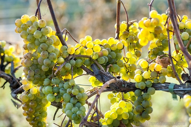 Abavas vīna darītavā veiksmīgi novākta vīnogu raža un iegūtas 7,5 tonnas ogu, kas vīndarītavā nozīmē rekordražu 267493