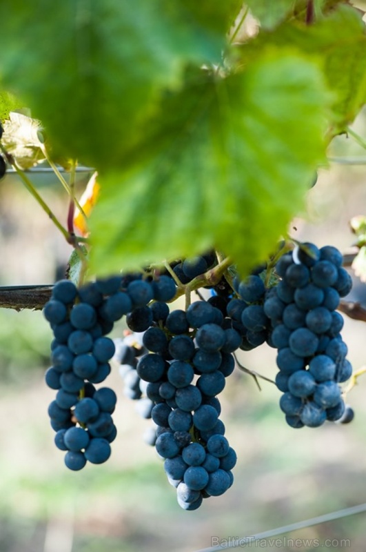 Abavas vīna darītavā veiksmīgi novākta vīnogu raža un iegūtas 7,5 tonnas ogu, kas vīndarītavā nozīmē rekordražu 267494