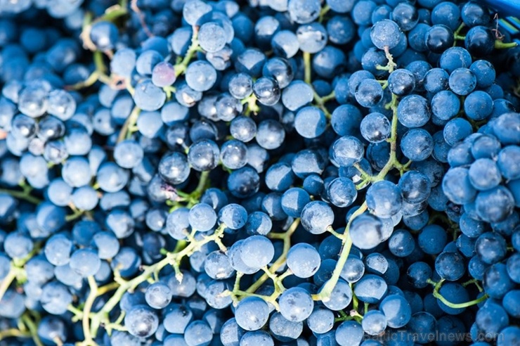 Abavas vīna darītavā veiksmīgi novākta vīnogu raža un iegūtas 7,5 tonnas ogu, kas vīndarītavā nozīmē rekordražu 267495