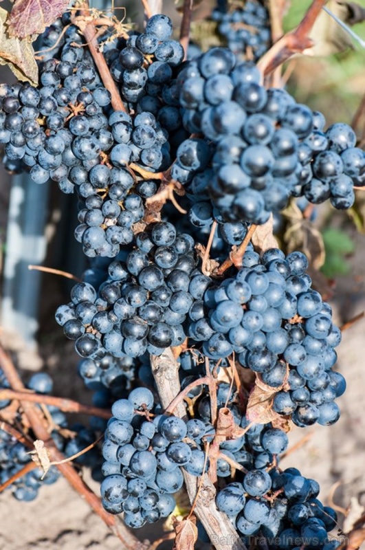 Abavas vīna darītavā veiksmīgi novākta vīnogu raža un iegūtas 7,5 tonnas ogu, kas vīndarītavā nozīmē rekordražu 267496