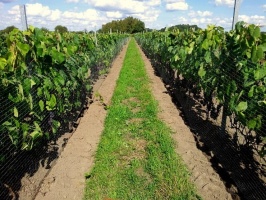 Abavas vīna darītavā veiksmīgi novākta vīnogu raža un iegūtas 7,5 tonnas ogu, kas vīndarītavā nozīmē rekordražu 2