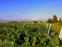 Abavas vīna darītavā veiksmīgi novākta vīnogu raža un iegūtas 7,5 tonnas ogu, kas vīndarītavā nozīmē rekordražu 6