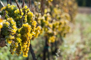 Abavas vīna darītavā veiksmīgi novākta vīnogu raža un iegūtas 7,5 tonnas ogu, kas vīndarītavā nozīmē rekordražu 9