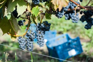 Abavas vīna darītavā veiksmīgi novākta vīnogu raža un iegūtas 7,5 tonnas ogu, kas vīndarītavā nozīmē rekordražu 10